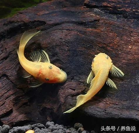 垃圾魚|清道夫魚：水族箱的清潔工，還是入侵物種？它們有沒。